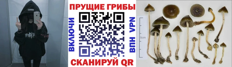 Псилоцибиновые грибы Psilocybe  Мензелинск 